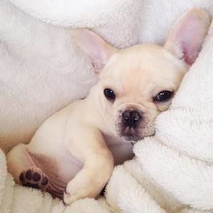 Meet your Posher, Ava